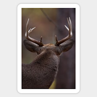 Don't look back - White-tailed Deer Sticker